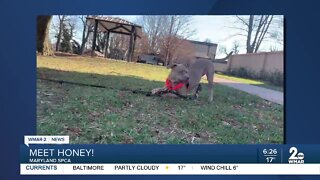 Honey the dog is up for adoption at the Maryland SPCA