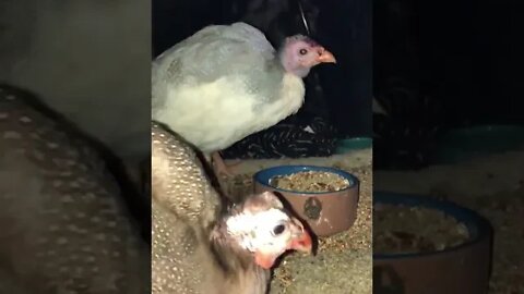 Injured baby guinea fowl put into dark quiet coop with disabled guinea fowl to recover