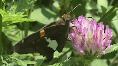 The Silver-Spotted Skipper Butterfly