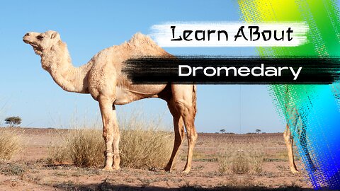 Dromedary! 🐪 One Of The Tallest Animals In The World