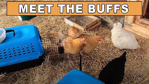 Meet The Buffs, Our New Buff Orpington Chickens