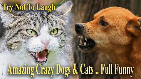 TRY NOT TO LAUGH .amazing Crazy . funny Cats & Dogs .. ANIMALS FUNNIEST