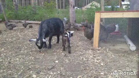 New baby goat!