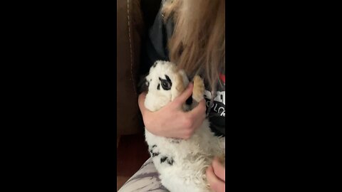 Zelda the Bunny and the hairdryer