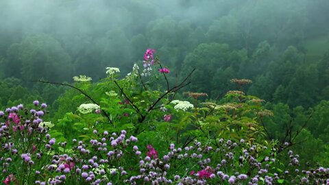 Relaxing Nature Sounds Calming Water Sound Forest Bird Song 10 Hours