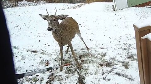 Police officers help rescue deer in distress