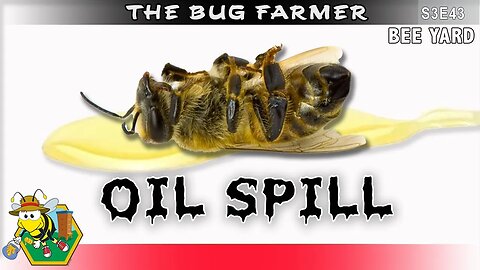 Hive Beetle Oil Spill - Beekeeping gone wrong. #beekeeping