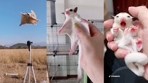 Sugar Glider - Very cute animal goes viral on the video channels