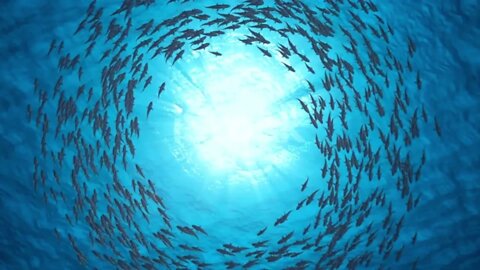 School of fishes shark swim in a circle of deep sea