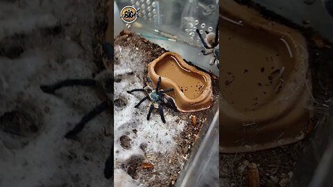 5 Blue Tarantulas, 1 Home - M. balfouri Commune Update #shortvideo