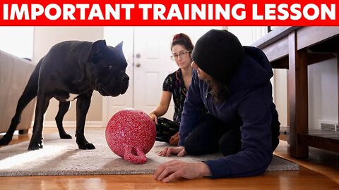 Cane Corso Important Lesson When Training! Country Max Visit