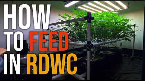 Feeding and Mixing Nutrients for RDWC