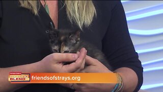 Pet Patrol | Morning Blend