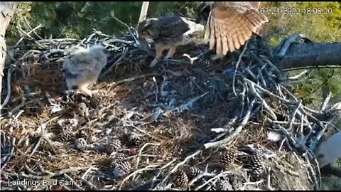 Dad & Mom Arrive At Nest Together-Cam Three 🦉 3/21/22 18:08