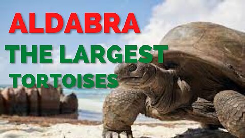 Aldabra One of the biggest tortoises in the world!! | Daily Pets Life