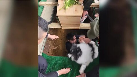Dog delays burial by falling into grave