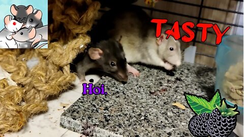 Adorable Rats LOVE Blackberries As A Treat! #117 #cute #messy #animals #pets
