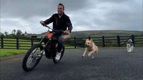 Golden Retriever Goes Crazy For Ball! We Have The Perfect Solution!!