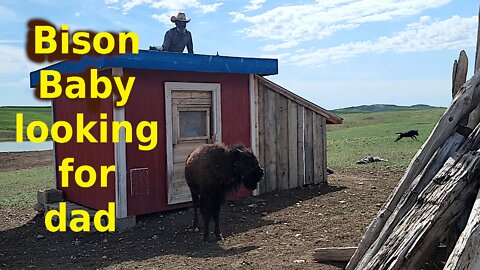 Bison baby looking for dad