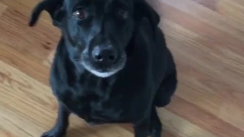 Dog clearly understands human spelling