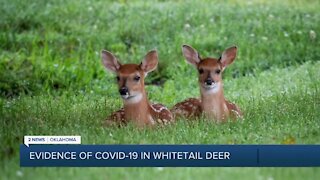 Evidence of Covid-19 In Whitetail Deer