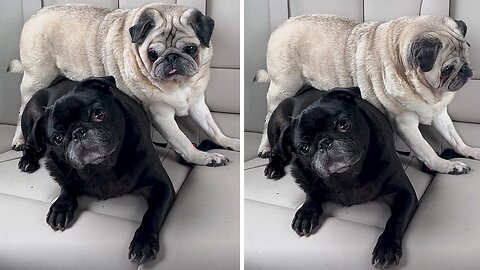 Pugs Are In Dilemma Where To Sit After Mom Washed The Car Blanket