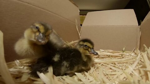 Two NEW Ducklings Hatched 12-27-20