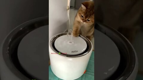 बिल्ली कैसे पानी पी रही है😱How The Cat Is Drinking Water👈