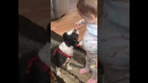 Perros divertidos: mientras miras estos perros divertidos: los mejores videos divertidos de perros