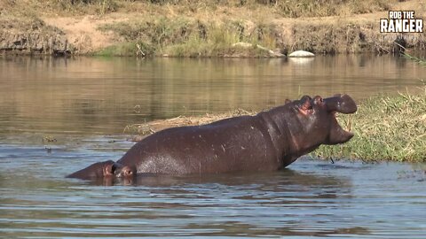 Spotted On Safari | Hippos Come Out To Sunbathe!!