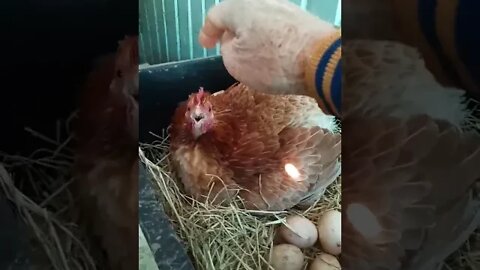 Chicken laying eggs, screeches when I touch her