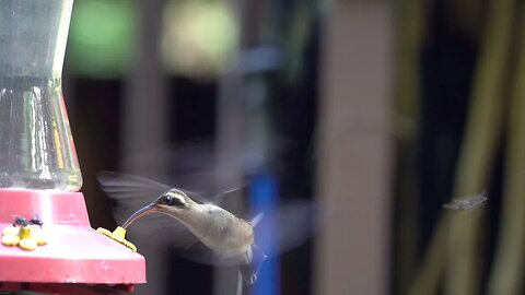 CatTV: CatFeeder - Hummingbirds at bird feeder - Belize