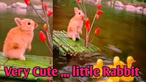 Very Cute ,, $ ,, little rabbit Beautiful Video.
