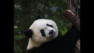 Baby Pandas Play Outside