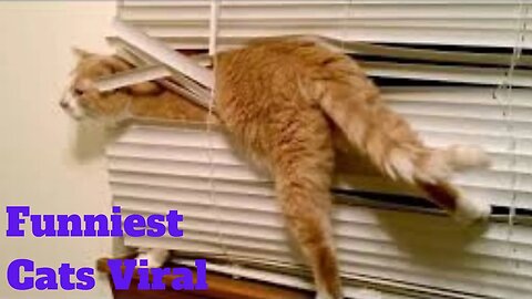💥Funniest Cats Viral Weekly😂🙃of 2020 | Funny Animal Videos💥👌
