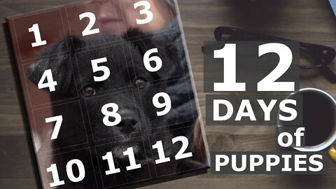 12 Days of Puppies | Teaser