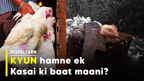 Animal rescue wale chicken shop kyun gaye?