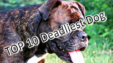TOP 10 Deadliest Dog Breeds in the World