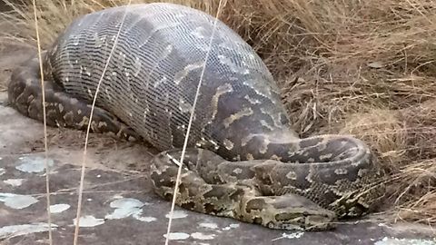 Giant Rock Python Dies After Eating A Porcupine