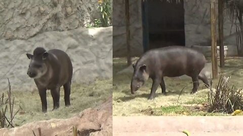 Static tapir vs Tapir eating