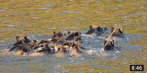 WILD BOARS WENT INTO THE LAKE, EPIC WILD BOAR HUNTS, LONG RANGE SHOTS