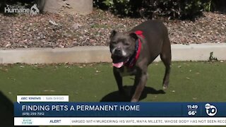 ABC 10News Pet of the Week: Gunny