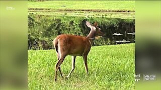 FWC offers $2,500 reward to find person shooting deer with a crossbow