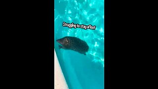 Rescuing a Hedgehog from Drowning 🦔🌊😱