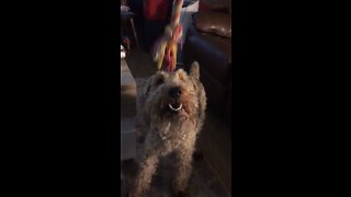 Welsh Terrier Plays with Toy