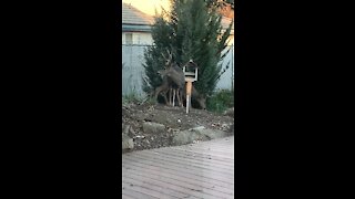 Bird feeder thieves