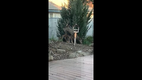 Bird feeder thieves