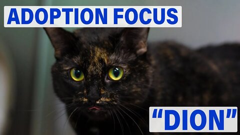 "Dion" - 3yr old female kitty | Adoption Focus