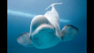 800 beluga whales swim through Lancaster Sound in Canada