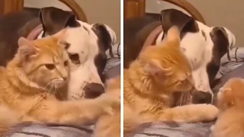 The Cutest Funny Cat Snuggles with Dog & Kitten #shorts